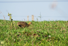 Rhynchotus rufescens