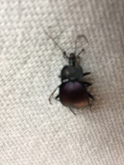 Scaphinotus elevatus