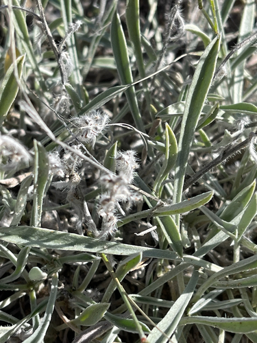 Bownut Cryptantha (Oreocarya suffruticosa)