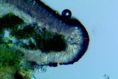 Palicella schizochromatica