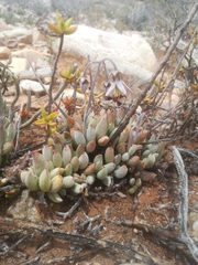 Cotyledon papillaris