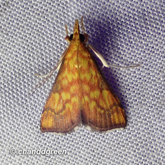 Pyrausta ignealis