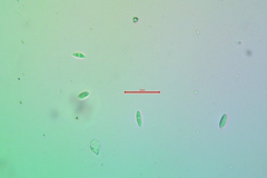 Palicella schizochromatica