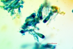 Palicella schizochromatica
