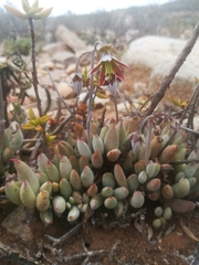 Cotyledon papillaris