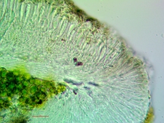 Palicella schizochromatica