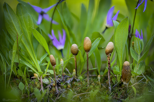 Galeropsis polytrichoides