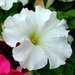 Petunia × hybrida - Photo (c) Kai Yan,  Joseph Wong, algunos derechos reservados (CC BY-NC-SA)