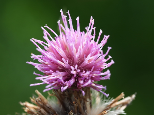 Cirsium japonicum