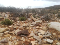 Cotyledon papillaris