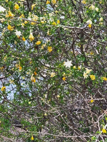 Bushveld Gardenia