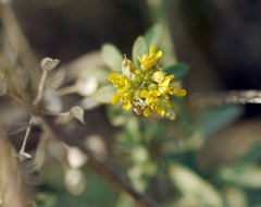 Alyssum desertorum