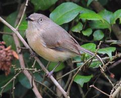Newtonia brunneicauda