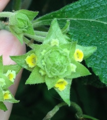 Verbenaceae