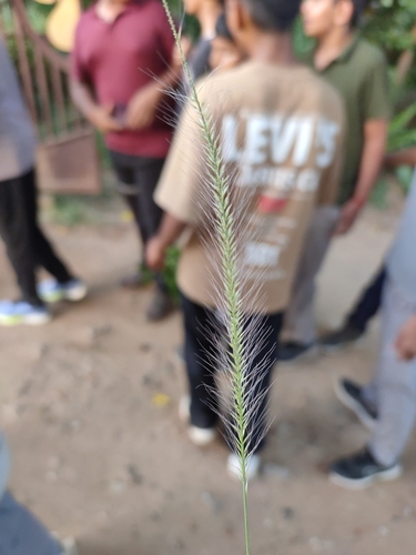 Perotis indica observed 2025-09-26