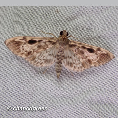 Rhimphaliodes macrostigma