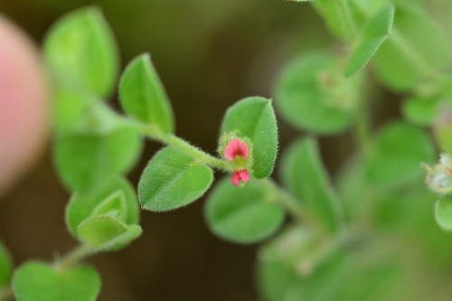 Indigofera cordifolia B.Heyne ex Roth