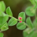 Indigofera cordifolia - Photo (c) S.MORE, algunos derechos reservados (CC BY-NC), uploaded by S.MORE