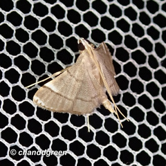 Cangetta hartoghialis