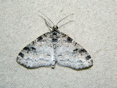 Lobophora nivigerata
