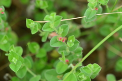 Indigofera cordifolia