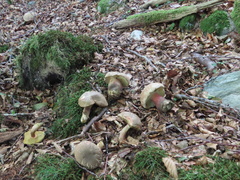 Unknown species