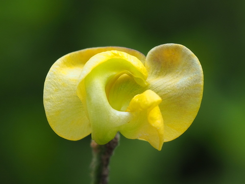 creole-bean (Vigna reflexopilosa)