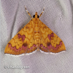 Isocentris filalis