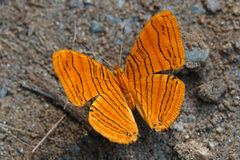 Chersonesia intermedia rahrioides