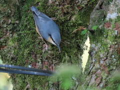 Nuthatch
