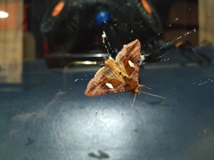 Autographa excelsa