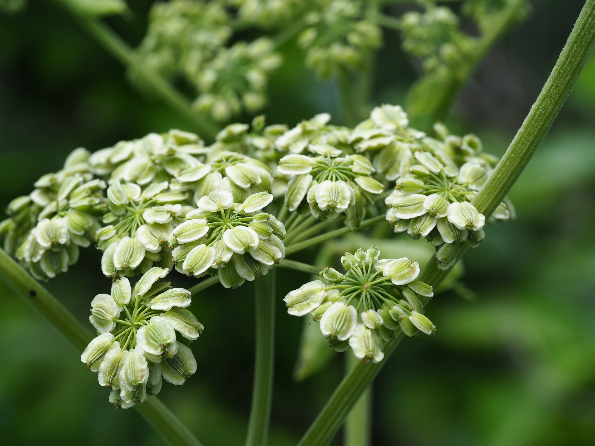 Angelica Dahurica (Angelica dahurica)