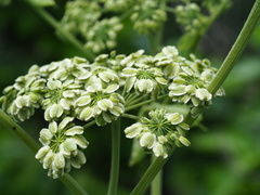 Dahurian Angelica (Angelica dahurica)