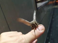 Dendrolimus superans sibiricus