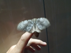 Dendrolimus superans sibiricus