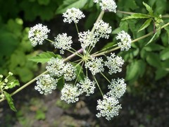 Cicuta maculata