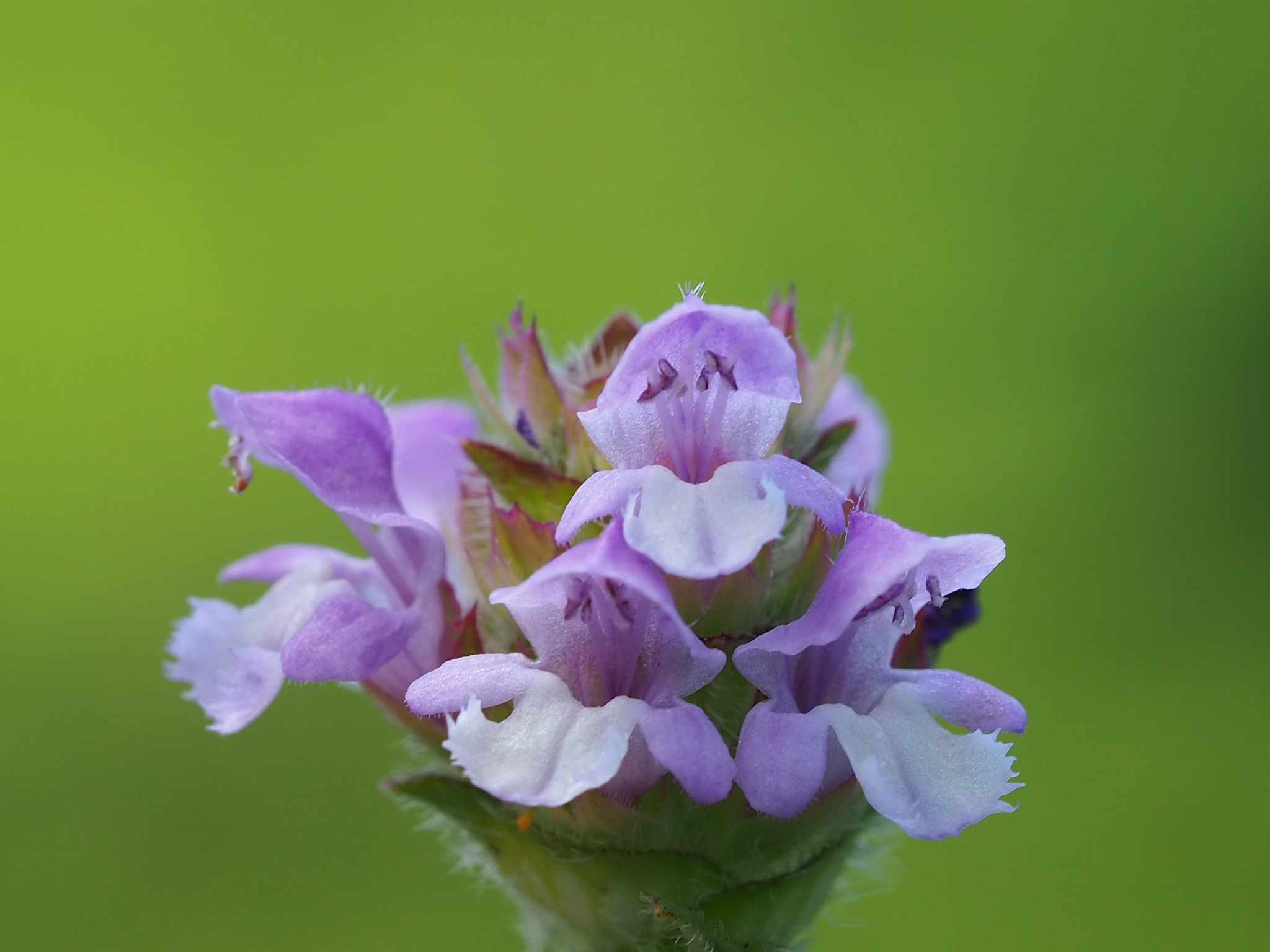 Prunella vulgaris — photo 2
