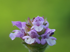 Prunella vulgaris — photo 2
