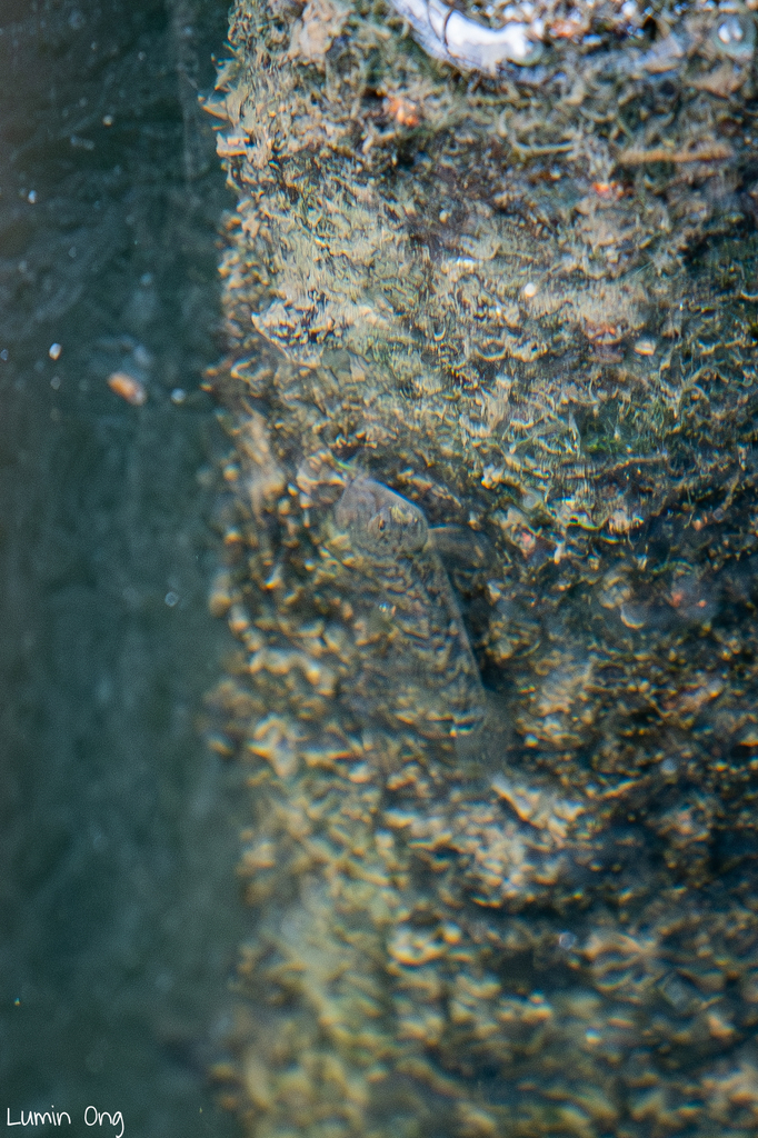 Avicennia Snubnose Goby