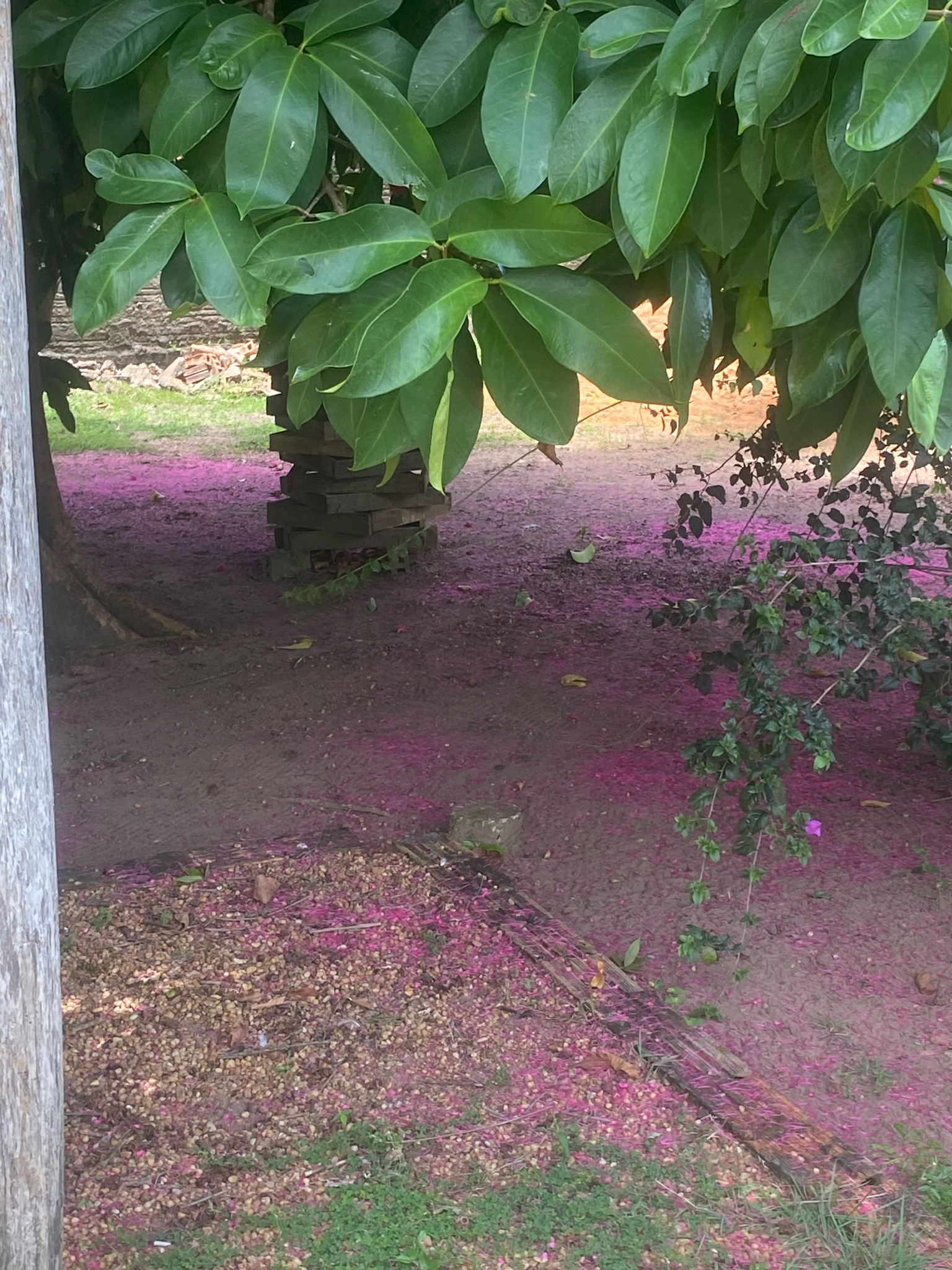 Syzygium malaccense