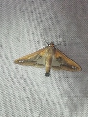 Diaphania fumosalis