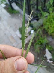 Eragrostis albensis