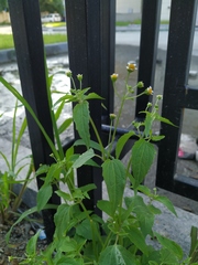 Galinsoga parviflora