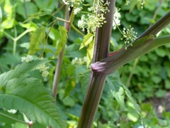 Cicuta maculata