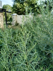 Artemisia dracunculus glauca