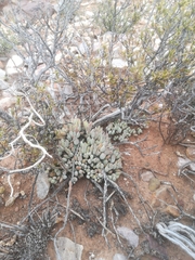 Cotyledon papillaris