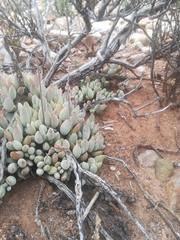 Cotyledon papillaris