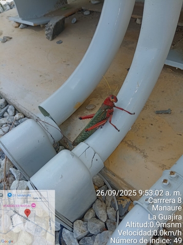 Violet-winged Grasshopper