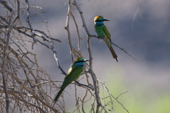 Merops cyanophrys