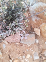 Cotyledon papillaris